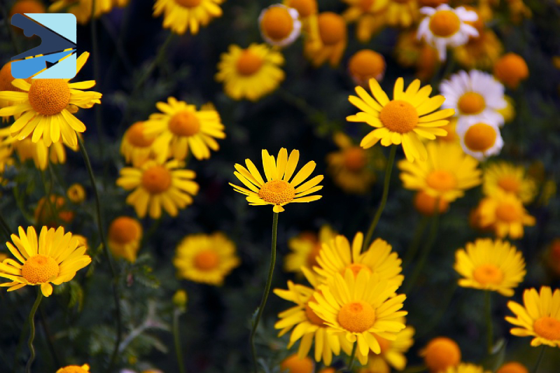 วันวาเลนไทน์ กับการรวบรวม ‘ดอกไม้สีเหลือง 9 ชนิด’ พร้อมความหมายดี ๆ